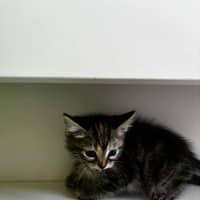 Photo of Hope