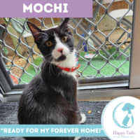Photo of Mochi