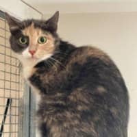 Photo of Bambi**2nd Chance Cat Rescue**