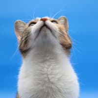 Photo of Dee Dee Available At Pet Quarters Thornton