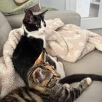 Photo of Pebbles 🥰🍒🥰