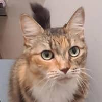 Photo of Scruffy