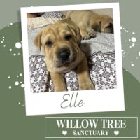 Photo of Elle