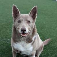 Photo of Skye Imp 1853