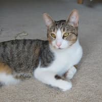 Photo of Henry