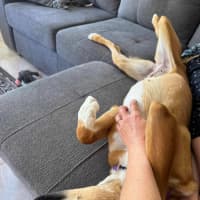 Photo of Honey