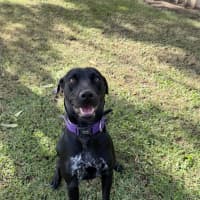 Photo of Luna