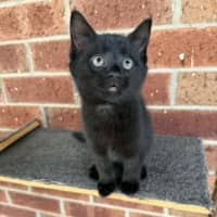 Photo of Lulu 