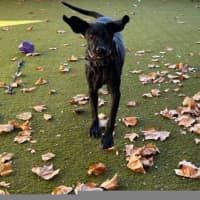 Photo of Olive