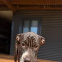 Photo of Domino