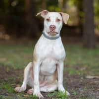 Photo of Sugar (Vanilla)
