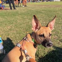 Photo of Humphrey (Nugget)