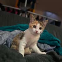 Photo of Cally