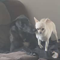 Photo of Neo, The Greyhound 