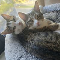 Photo of Milo **2nd Chance Cat Rescue**