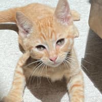 Photo of Tobasco (8920)