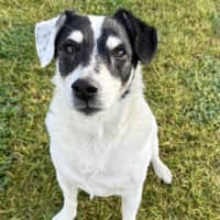 Photo of Toby 