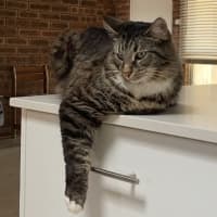 Photo of Tommy