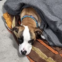 Photo of Bowie   8 Month Old Boxer X Staffy