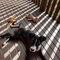 Photo of Herb   6 Month Old Staffy X