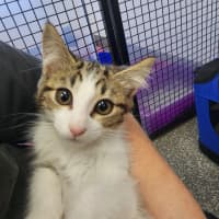 Photo of Princess Kittens