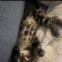 Photo of Louie