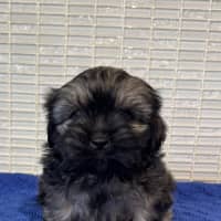 Photo of Arlo
