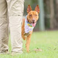 Photo of Nova