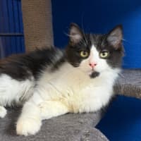 Photo of Casper