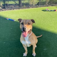 Photo of Honey Imp 1269