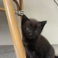 Photo of Pixie Belle