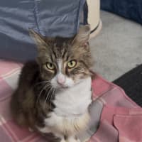 Photo of Milky 
