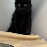 Photo of Crackle