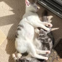 Photo of Milk Bottle