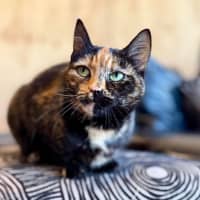 Photo of Nivvy   In Foster In Coburg