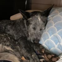 Photo of Ranger