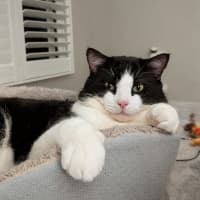 Photo of Benji