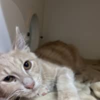 Photo of Angel