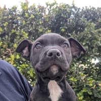 Photo of Comet