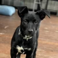 Photo of Black Bean 