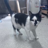 Photo of Oreo