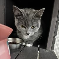 Photo of Bella