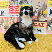 Photo of Henson   Located In Preston