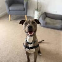 Photo of Bazzle