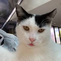 Photo of Diesel