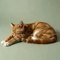 Photo of Simba