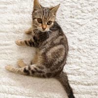 Photo of Savannah