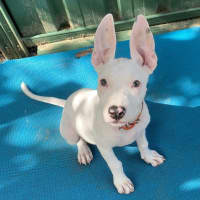 Photo of Stitch