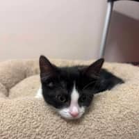 Photo of Tortelleni   In Foster Care In Ashburton
