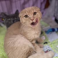 Photo of Fergus